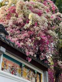 🌸深圳園博園三角梅，絢爛綻放