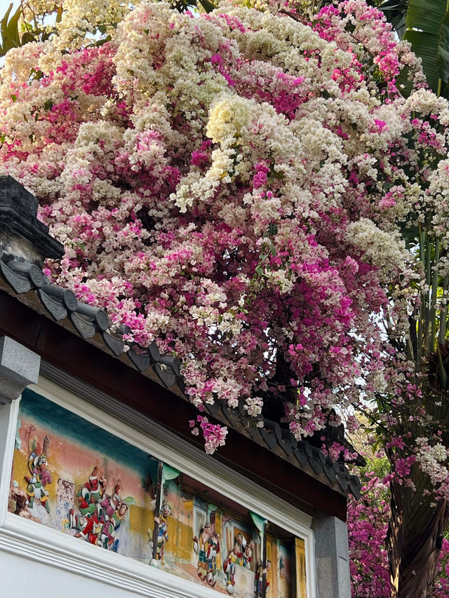 🌸深圳園博園三角梅，絢爛綻放