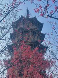 廈門-鼓浪嶼-泉州7日遊 玩轉三地不繞路