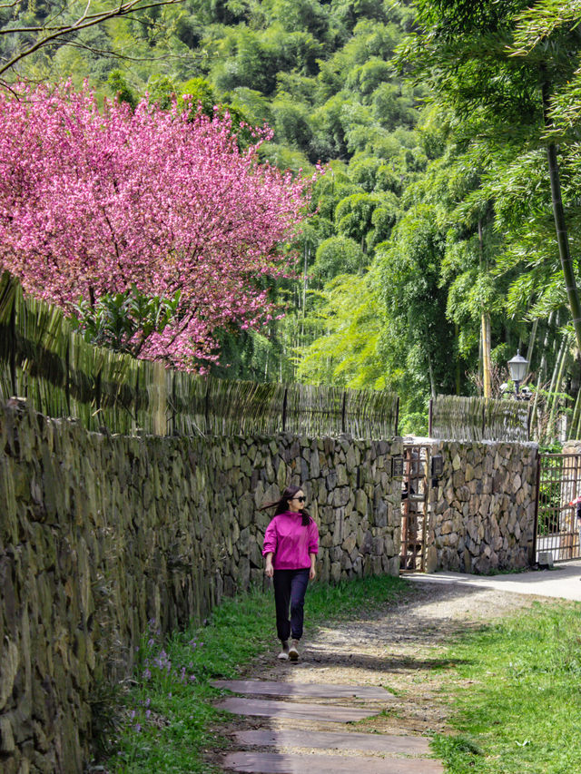 上春山，在花海竹林裏徒步