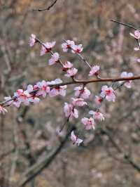 春日限定 | ‌ ‌‌桃花源賞桃花遊玩攻略