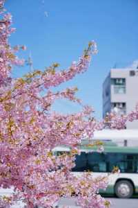 Discover the Cherry Blossom Sea in Kyoto with Direct Metro Access!