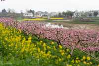 冷門賞桃花勝地