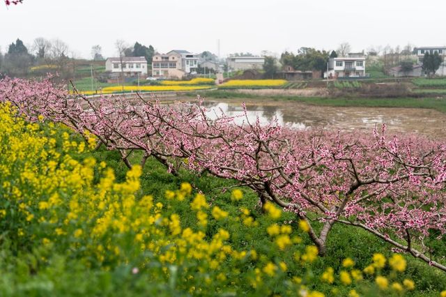 冷門賞桃花勝地