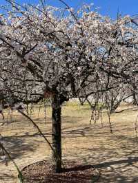 北京明城牆梅花林盛放（附攻略）