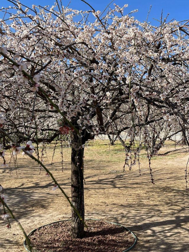 北京明城牆梅花林盛放（附攻略）