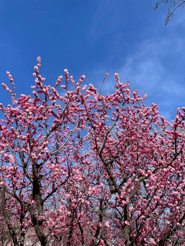北京明城牆梅花林盛放（附攻略）