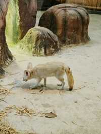 清邁夜間動物園丨遛娃好去處 動物愛好者友好 快去快去