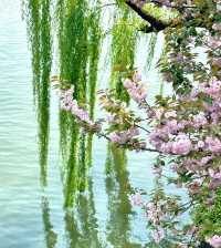 邂逅西湖：柳綠花繁間的浪漫踱步