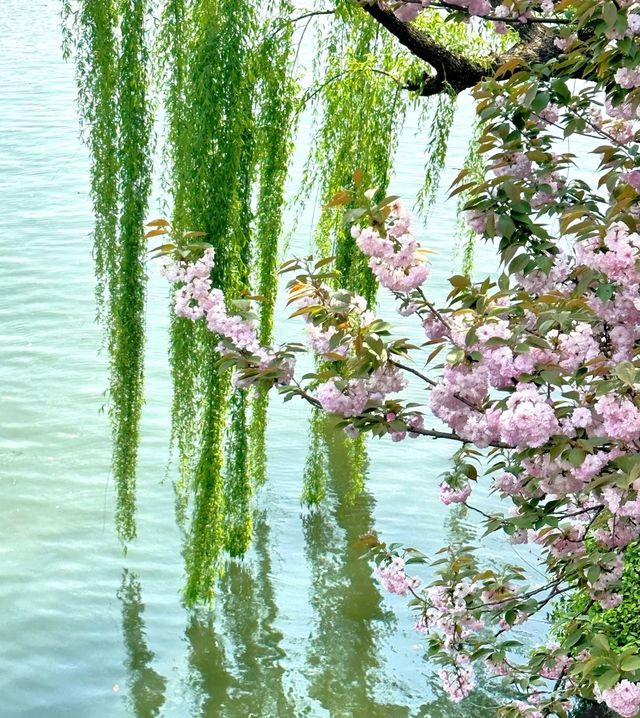 邂逅西湖：柳綠花繁間的浪漫踱步