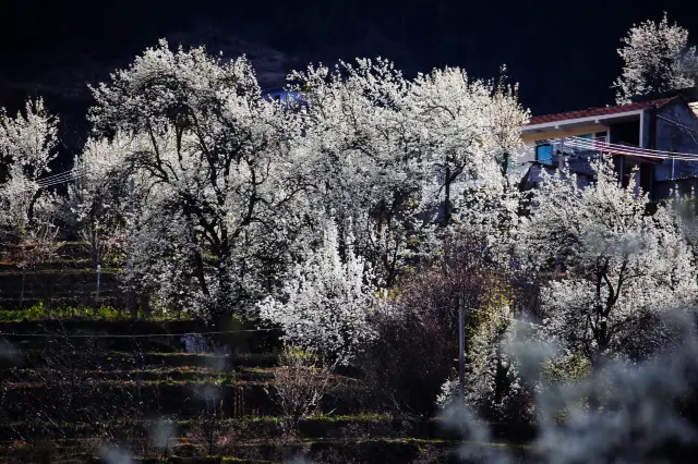 청두 출발, 4일간 즐기는 진촨 배꽃 여행 코스