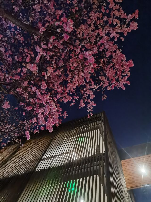 昆明賞櫻秘境！和念半山森林酒店，浪漫到窒息