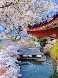 春日尋花指南 | 4月限定的浪漫，千萬別錯過