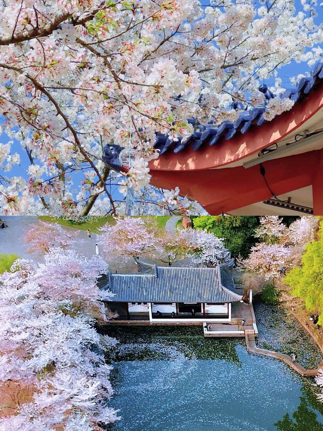 春日尋花指南 | 4月限定的浪漫，千萬別錯過