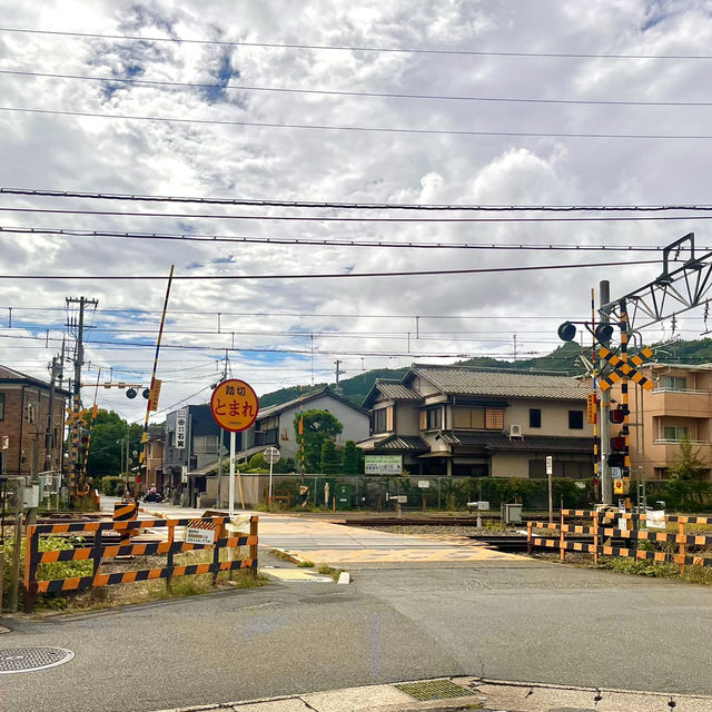 일본의 옛수도인 교토 일본 전통 명소 위주 당일치기 코스🏯