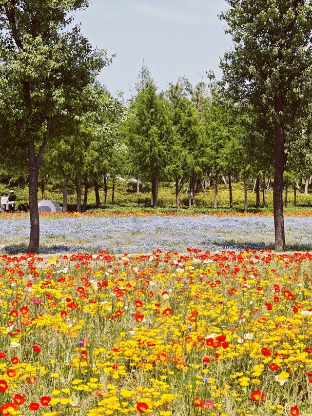 五一魔都賞花必衝地：濱江森林公園絕美花海