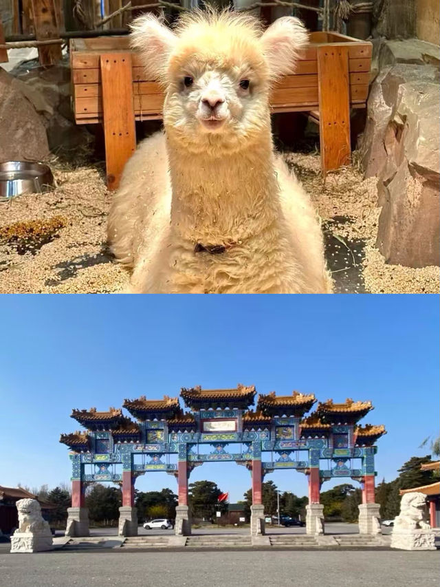 盤錦已回，跟著走不迷路。