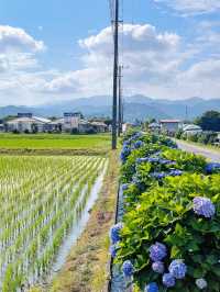 神奈川 | 邂逅繡球花小村莊🌸