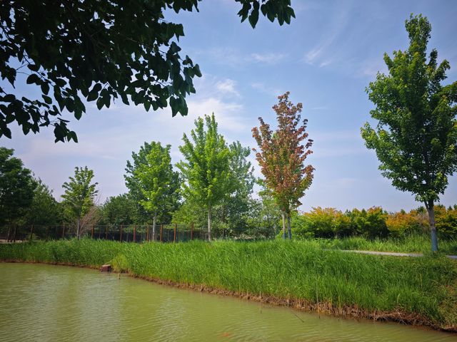 徐州2H｜洪澤湖濕地，係水杉同飛鳥嘅詩