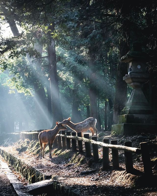暑假推薦！京都奈良親子遊，餵小鹿坐火車