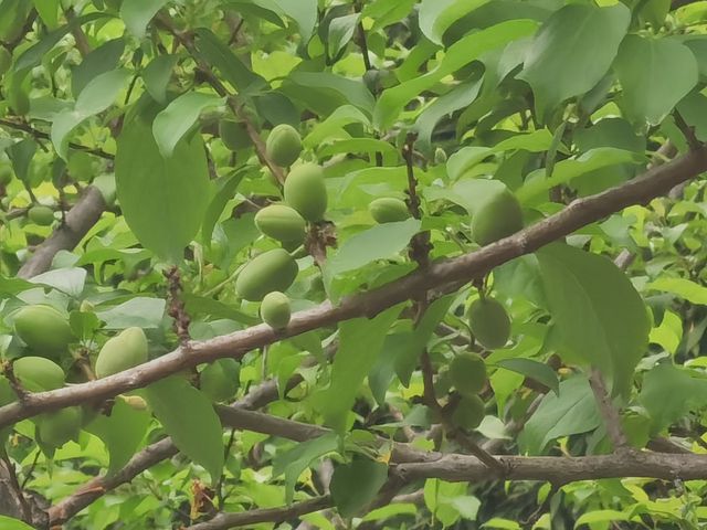 武當山仙氣48小時