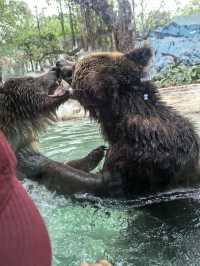 廣州五日四夜親子遊——長隆野生動物世界||座標：青島-廣州 坐早上7：05嘅飛機，因為自己一個人帶小