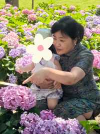 無盡夏日開啟，福州賞繡球花要抓緊了