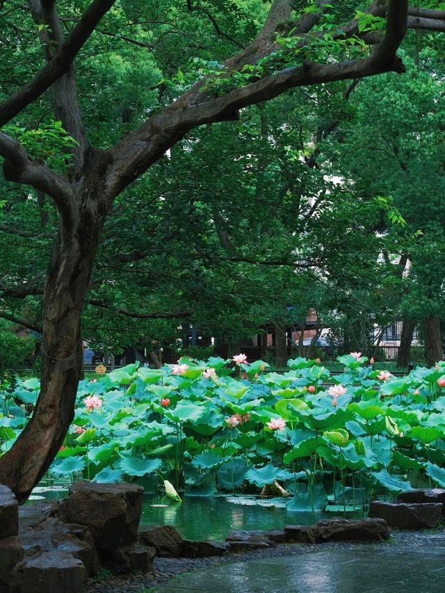 蘇州賞荷攻略｜10大賞荷地，你去過邊幾個|||蘇州夏日賞荷花🪷保姆級攻略嚟啦 夏天係荷花盛開嘅