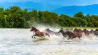 昭蘇——策馬天山腳下，闖入金色花海
