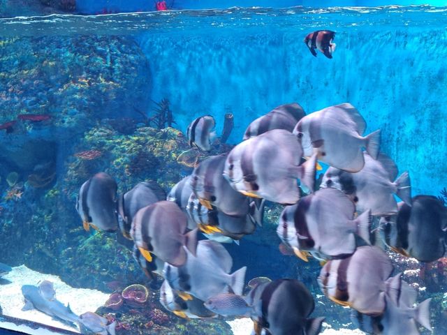 成都極地海洋公園深度漫遊指南｜避開人潮的私房攻略