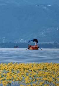 西昌邛海荇菜花觀賞攻略 | 邂逅金色花海