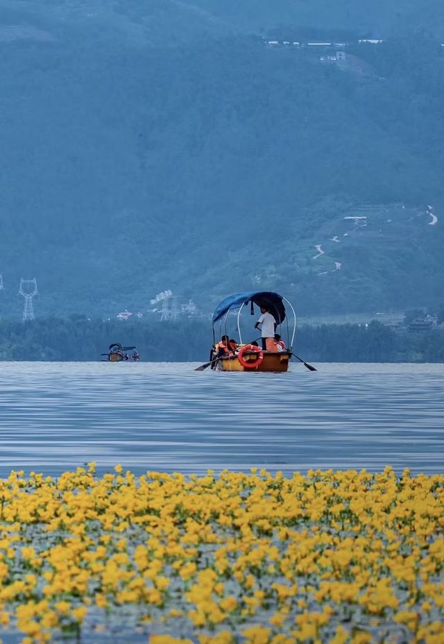 西昌邛海荇菜花觀賞攻略 | 邂逅金色花海