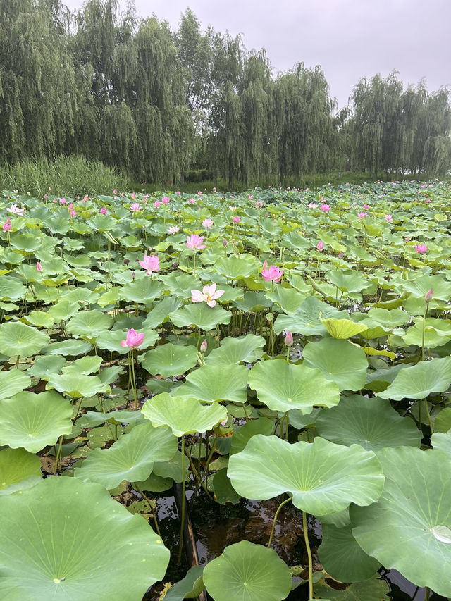 Nanyuan Forest Wetland Park in Beijing! 