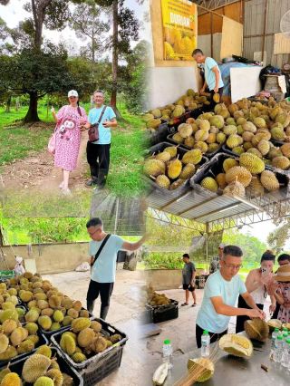 Eating Tree-Ripened Durians in Balik Pulau, Penang, Malaysia!!!