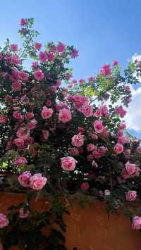 沙溪最美民宿劉亦菲同款薔薇私藏打卡地曝光