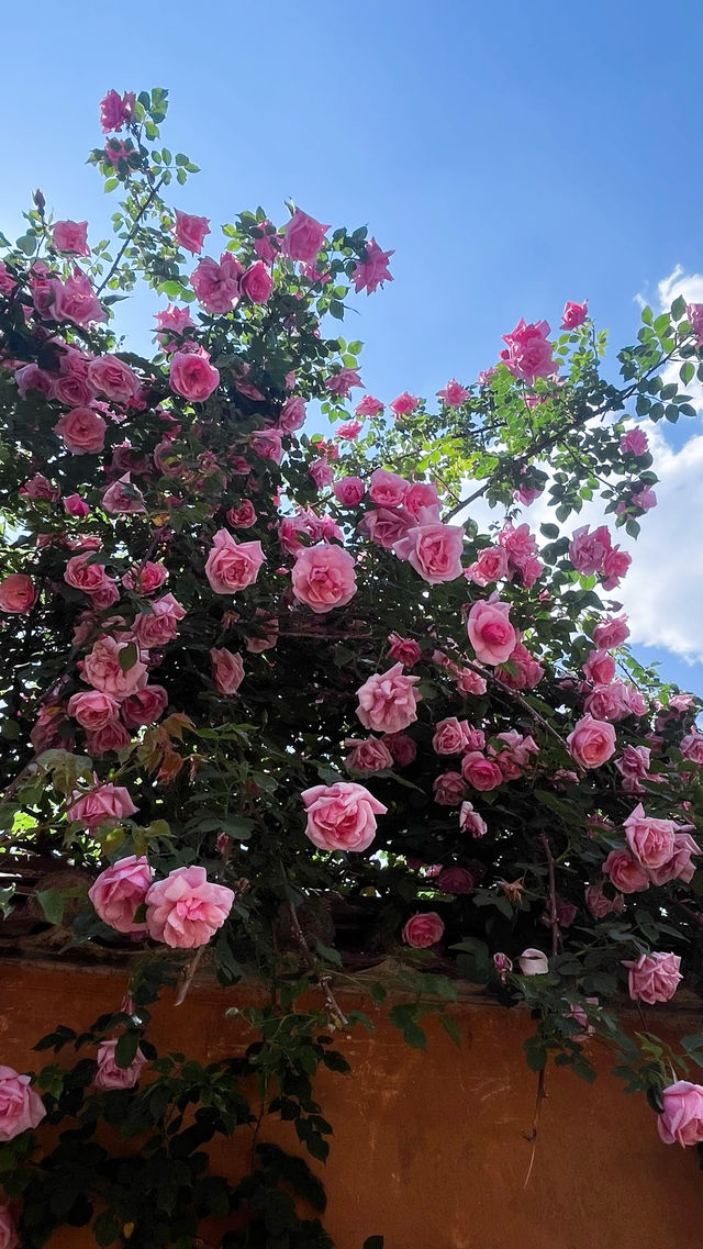 沙溪最美民宿劉亦菲同款薔薇私藏打卡地曝光