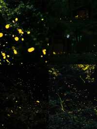 南京夏夜『爆燈』啦！7-8月限定螢火蟲雨，錯過要等一年！
