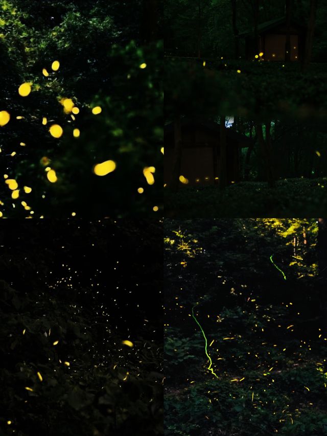 南京夏夜『爆燈』啦！7-8月限定螢火蟲雨，錯過要等一年！