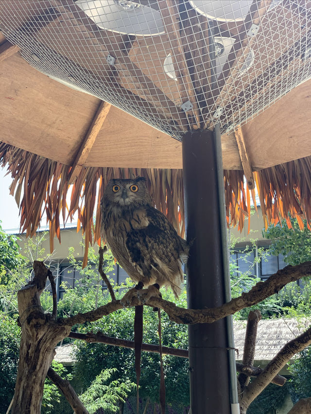 湖州龍之夢動物世界 | 沉浸式親子遊&動物探秘指南