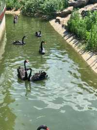 湖州龍之夢動物世界 | 沉浸式親子遊&動物探秘指南