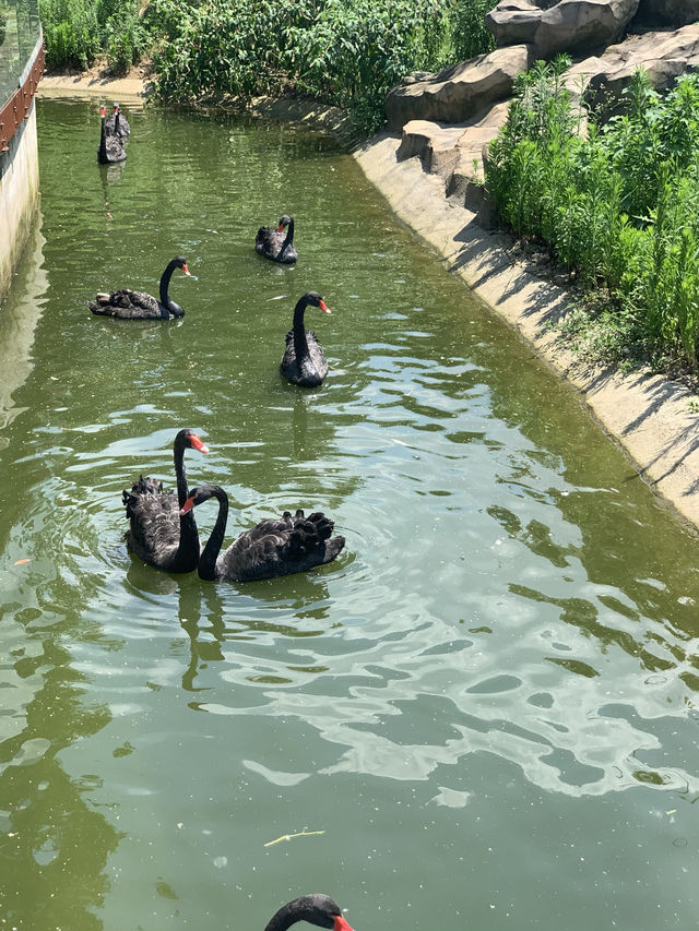 湖州龍之夢動物世界 | 沉浸式親子遊&動物探秘指南