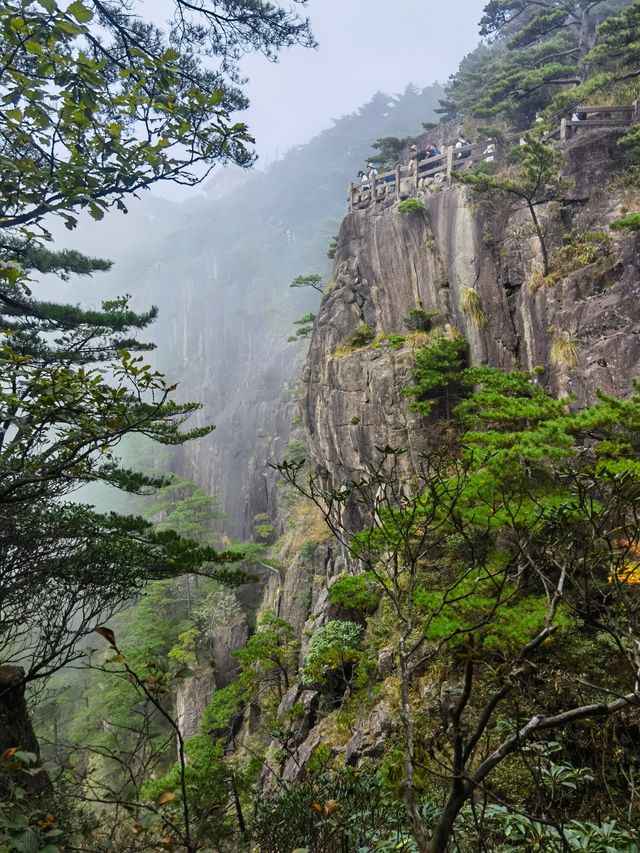 團結松，雨傘松，大王松皆迎客松