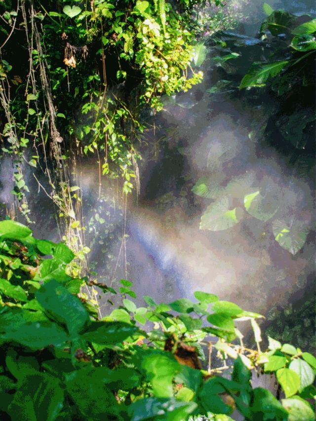 霧森仙境天花板！同時擁有「仙氣寫真+綠野探險」雙倍快樂