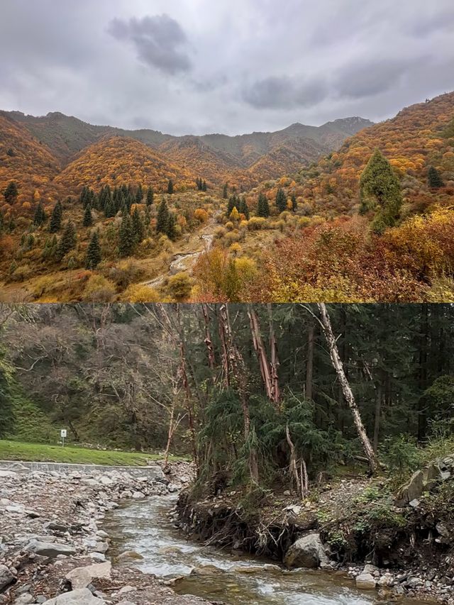 探秘蘭州吐魯溝，盡享森林之美！