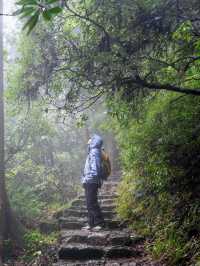 杭州出發1.5小時我闖入了一片雨霧森林