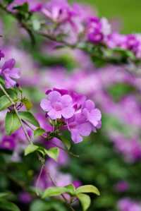 絕美花海打卡地桂花園蒜香藤驚艷綻放