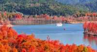 心靈理療師|在皖南川藏線接受紅杉林的秋日療癒