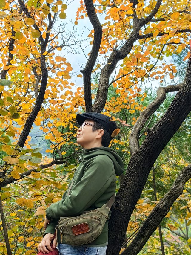 濟南嘅秋天真係好適合嚟一趟紅葉谷🍁,漫山遍野嘅紅黃綠交織,隨手一影都係Wallpaper級嘅美景!呢條路線唔單止 濟南嘅秋天真係好適合嚟一趟紅葉谷🍁,漫山遍野嘅紅黃綠交織,隨手一影都係Wallpaper級嘅美景!呢條路線唔單止