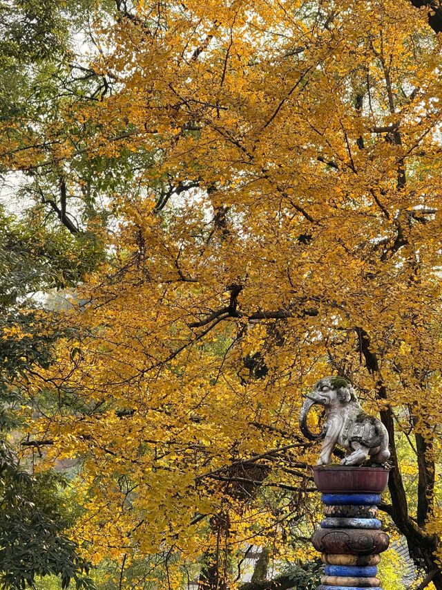 誰懂啊！秋天的都江堰藏著 “金色徒步道”