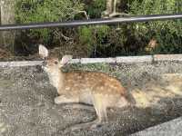 奈良東大寺深度遊千年古剎美到窒息！